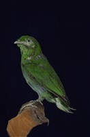 藏品(小綠闊嘴鳥)的圖片